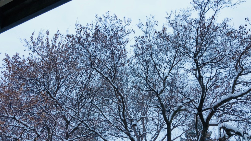 The Tree, It&nbsp;Talked